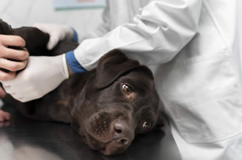 Seguro para Animais